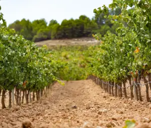 Рібера-дель-Дуеро