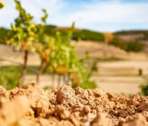 Рібера-дель-Дуеро